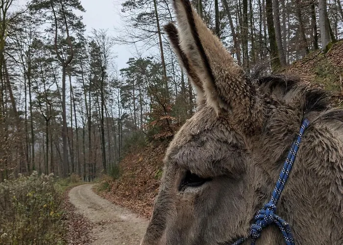 Mon Chez Moi 펜션 Soucht